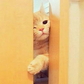 صورة الملف الشخصي لـ أحمد السيد