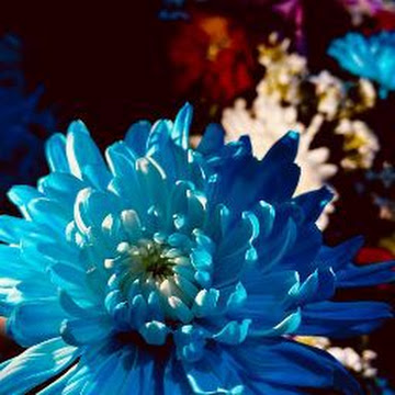 صورة الملف الشخصي لـ Nayra Karam