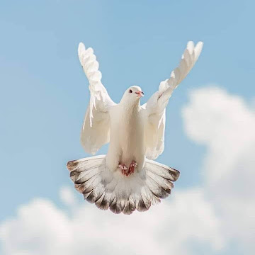 صورة الملف الشخصي لـ Nawal Hassan