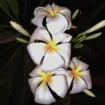 صورة الملف الشخصي لـ ضُحى محمد الكناوي