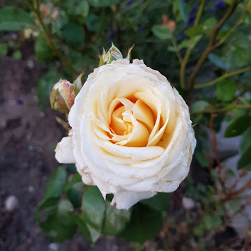 صورة الملف الشخصي لـ Amina Ahdab