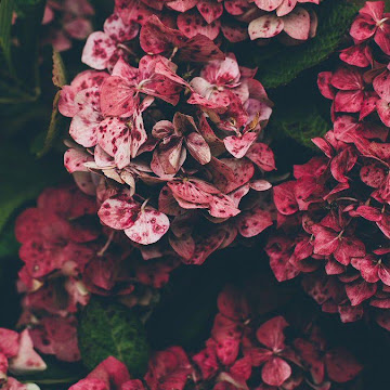 صورة الملف الشخصي لـ ali ali