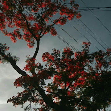 صورة الملف الشخصي لـ amladel